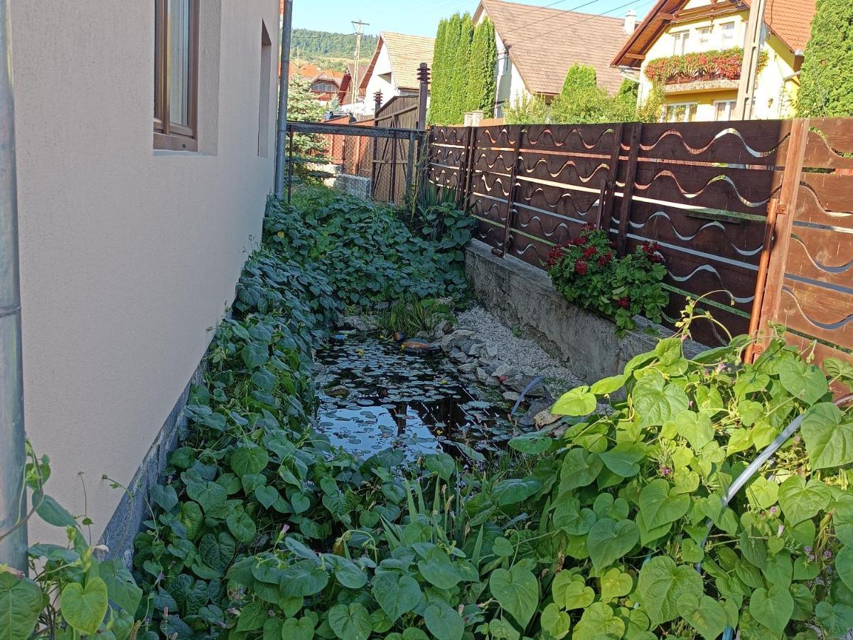 Nárcisz B&B Corund  Exterior foto